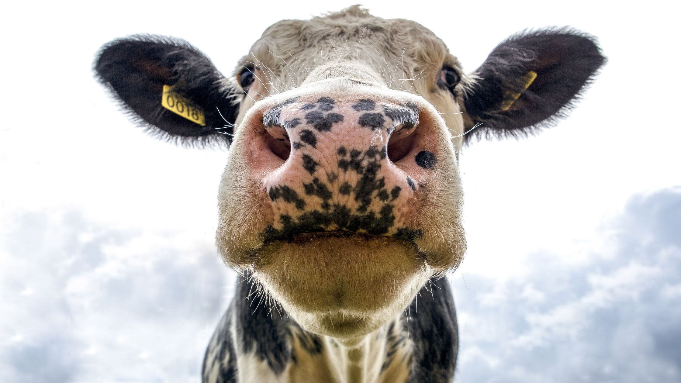 How to Export Beef into Malaysia